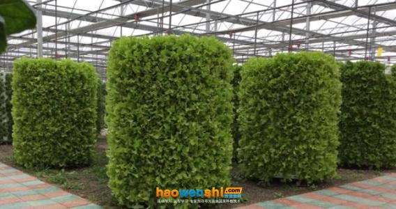 立柱式轉(zhuǎn)筒無(wú)土栽培.jpg