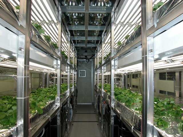無(wú)土栽培植物工.jpg