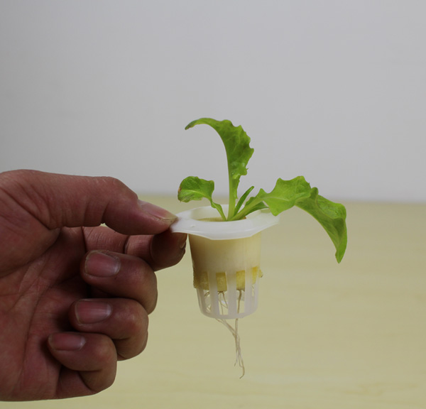 無(wú)土栽培小型水培定植杯.jpg