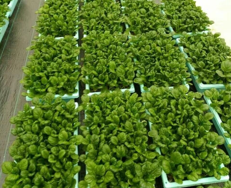 無(wú)土栽培盆栽蔬菜.jpg