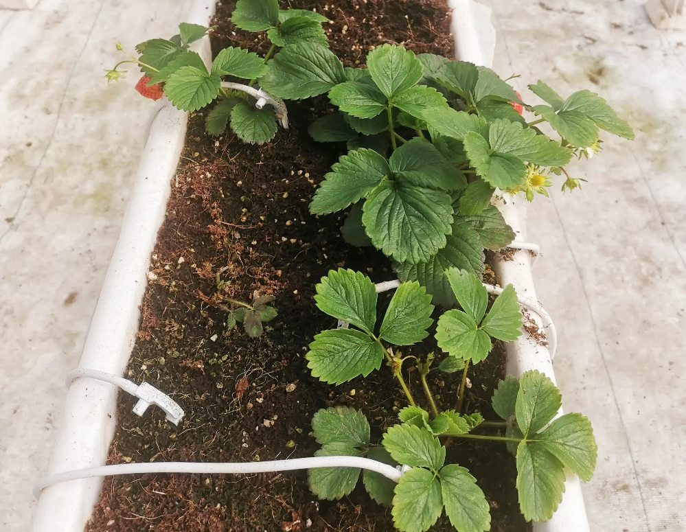 如何促進草莓花芽分化？草莓花芽分化期如何管理？