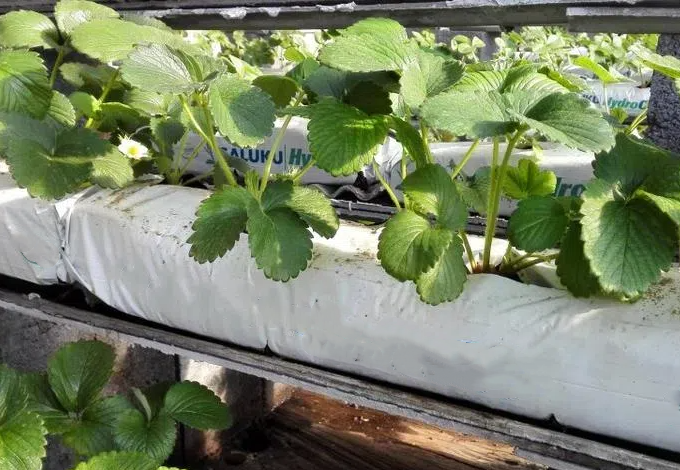 椰糠條栽培草莓技術流程要點